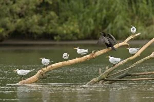 Images Dated 24th February 2006: Royal Terns and Neotropical Cormorant, perched on log in river estuary