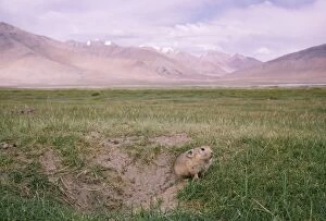 Royle s Pika / Mouse Hare - female, by burrow. Looking towards Startsapuk Tso 15, 000 ft in restricted area