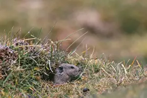 Royle's Vole - at burrow entrance at 4600 meters Ladakh, Jammu & Kashmir, India