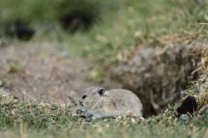 Images Dated 23rd March 2011: Royle's Vole. Ladakh, Jammu and Kashmir, India. At Yaya Tso at 4, 600 meters