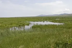 Islay Prints: RSPB wetland reserve Loch Gruinart Islay Scotland UK