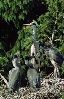 RTS-1168 Heron - at nest with young