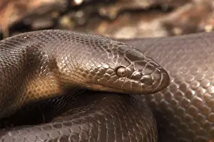 Rubber Boa - Oregon - USA - Distribution: Washington - Oregon - Idaho - Montana - Wyoming - Utah - Nevada - California in the US and British Columbia in Canada