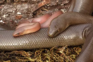 Images Dated 1st January 2000: Rubber Boa - Oregon - USA - Distribution: Washington - Oregon - Idaho - Montana - Wyoming - Utah