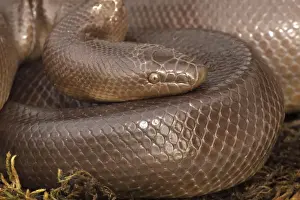 Rubber Boa - Oregon - USA - Distribution: Washington - Oregon - Idaho - Montana - Wyoming - Utah - Nevada - California in the US and British Columbia in Canada