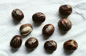 Seeds Prints: Rubber Seeds