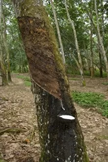 Images Dated 17th October 2008: Rubber tapping - a Para Rubber Tree / Parawood Rubberwood plantation in a Sumatran tropical