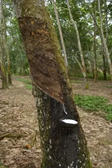 Harvests Prints: Rubber tapping - a Para Rubber Tree / Parawood Rubberwood plantation in a Sumatran tropical rainforest
