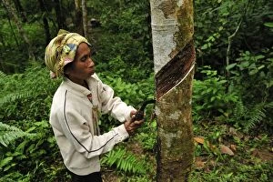 Images Dated 7th December 2008: Rubber tapping - plantation worker doing incision