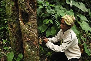 Images Dated 7th December 2008: Rubber tapping - plantation worker doing incision