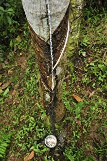 Images Dated 7th December 2008: Rubber tapping - rubber tree