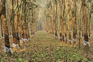 Harvesting Gallery: Rubber Tree Plantation