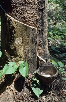 Images Dated 31st July 2008: Rubber Tree - rubber tapping Malawi