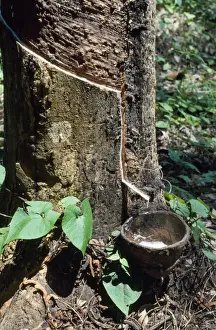 Harvests Prints: Rubber Tree - rubber tapping Malawi