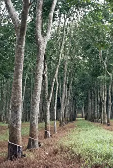 Rubber Prints: Rubber Trees Malaysia