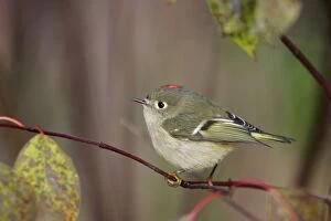 Images Dated 31st October 2005: Ruby-crowned Kinglet