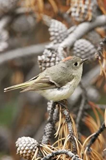 Images Dated 29th June 2005: Ruby-crowned Kinglet