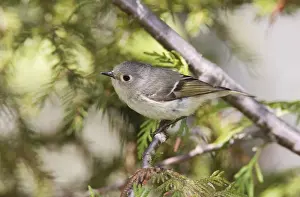 Kinglets Prints: Ruby-crowned Kinglet - Maine in June. USA