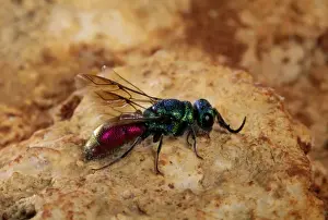 Wasps Prints: Ruby-tailed Wasp