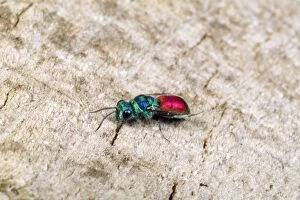 Images Dated 26th June 2006: Ruby-tailed Wasp UK