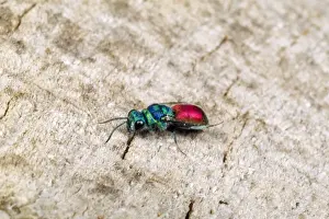Ruby-tailed Wasp UK