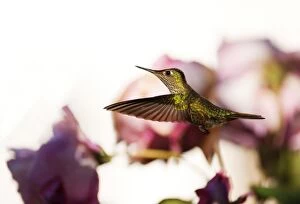 Images Dated 3rd May 2009: Ruby Throated Hummingbird