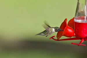 Images Dated 23rd February 1974: Ruby-throated Hummingbird (Archilochus colubris)