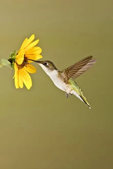 Images Dated 23rd August 2012: Ruby-throated Hummingbird (Archilochus colubris)
