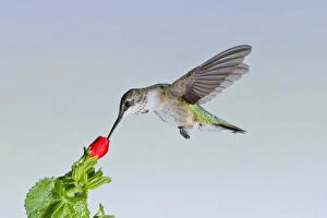 Images Dated 7th May 2013: Ruby-throated Hummingbird (Archilochus colubris)