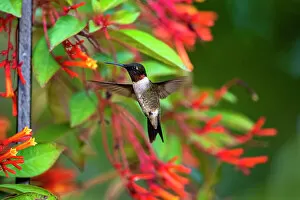 Images Dated 2nd July 2021: Ruby-throated Hummingbird (Archilochus colubris) hovering Date: 09-09-2020