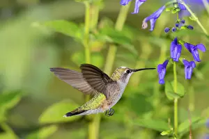 Ruby-throated Hummingbird (Archilochus colubris) at Blue Ensign Salvia (Salvia guaranitica) Marion County, Illinois. Date: 08-09-2020