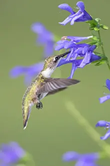 Ruby-throated Hummingbird (Archilochus colubris) at Blue Ensign Salvia (Salvia guaranitica) Marion County, Illinois. Date: 25-08-2020