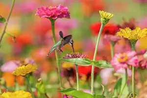 Ruby-throated Hummingbird (Archilochus colubris) at Zinnias Union County, Illinois. Date: 23-08-2020