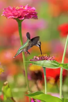 Ruby-throated Hummingbird (Archilochus colubris) at Zinnias Union County, Illinois. Date: 23-08-2020