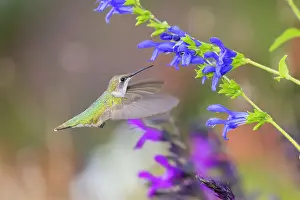 Throated Prints: Ruby-throated hummingbird at blue ensign salvia Date: 15-08-2021