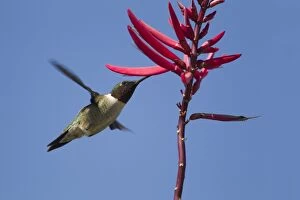 Images Dated 21st April 2012: Ruby-throated Hummingbird male feeding at flower