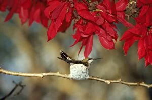 RUBY-TOPAZ HUMMINGBIRD - in nest on branch behind red leaves
