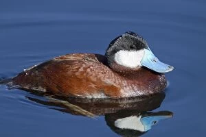 Images Dated 21st March 2010: Ruddy Duck - adult male in breeding plumage