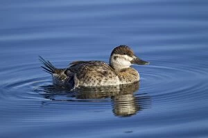 Images Dated 10th January 2011: Ruddy Duck - female - January