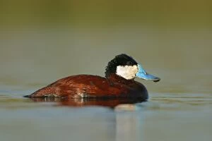 Ruddy Duck - Male