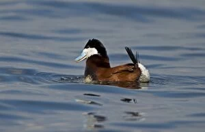 Images Dated 29th April 2005: Ruddy Duck - Male doing a courtship display-one of the Stiff-Tailed Ducks (Tribe Oxyurini)