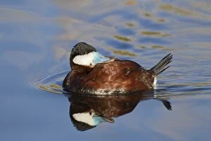 Images Dated 10th January 2011: Ruddy Duck - male - January