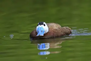 Ruddy Duck. Pensthorpe - Norfolk - UK