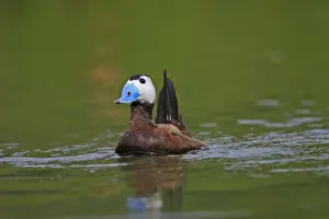 Ruddy Duck. Pensthorpe - Norfolk - UK