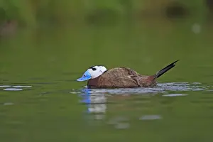 Ruddy Duck. Pensthorpe - Norfolk - UK