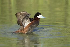 Images Dated 21st April 2012: Ruddy Duck - preening