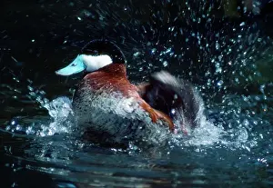 Splashing Prints: Ruddy Duck - splashing in water