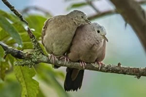 Doves Gallery: Ruddy Ground Dove, male and female, Cueva de los