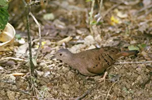 Tobago Prints: Ruddy Ground Dove Tobago