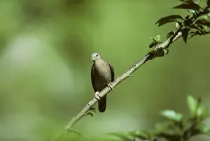 Trinidad Prints: Ruddy Ground Dove Trinidad BI006917